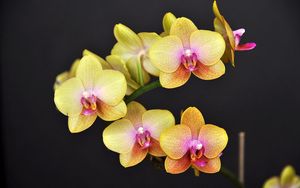 Превью обои орхидея, цветок, ветка, желтая, черный фон