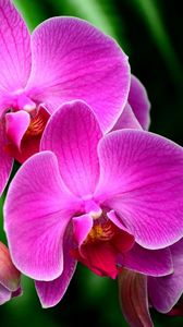 Превью обои орхидея, цветок, ветка, экзотика