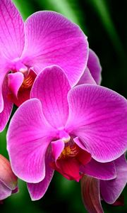 Превью обои орхидея, цветок, ветка, экзотика