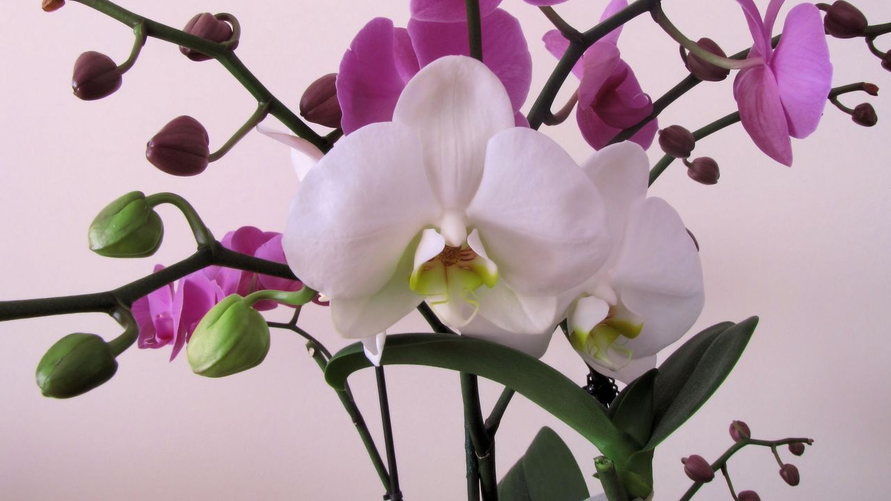 Обои орхидея, цветок, ветки, крупный план