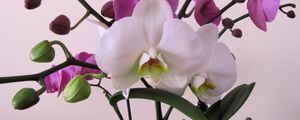 Превью обои орхидея, цветок, ветки, крупный план