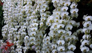 Превью обои орхидея, цветы, белоснежная, стена, оранжерея
