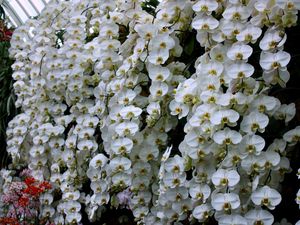 Превью обои орхидея, цветы, белоснежная, стена, оранжерея