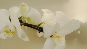 Превью обои орхидея, цветы, белый, растение, цветение