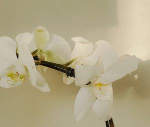 Превью обои орхидея, цветы, белый, растение, цветение