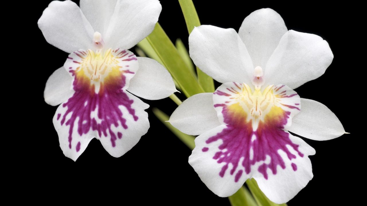 Обои орхидея, цветы, крупный план, черный фон