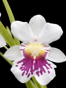 Превью обои орхидея, цветы, крупный план, черный фон
