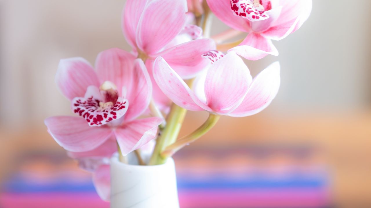 Обои орхидея, цветы, лепестки, розовый, ваза