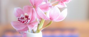 Превью обои орхидея, цветы, лепестки, розовый, ваза