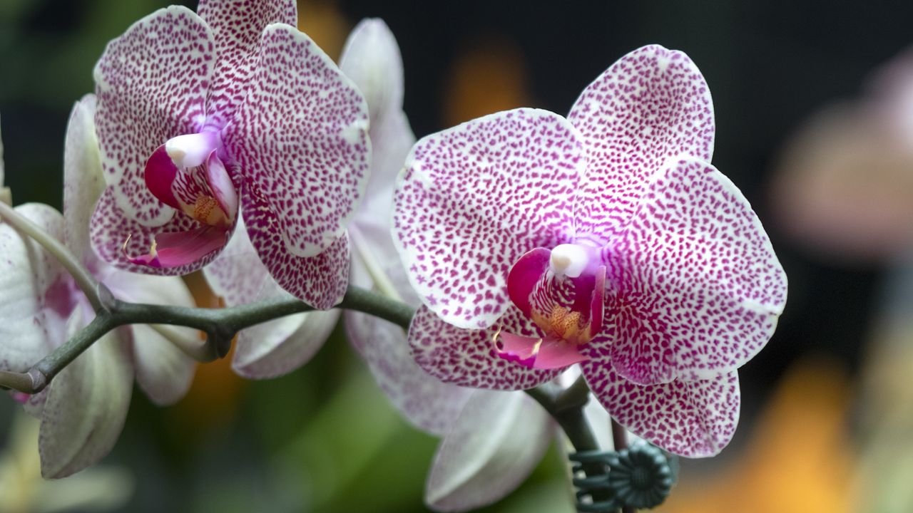 Обои орхидея, цветы, лепестки, розовый, макро