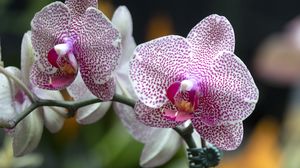 Превью обои орхидея, цветы, лепестки, розовый, макро