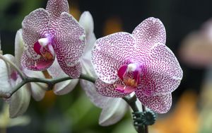 Превью обои орхидея, цветы, лепестки, розовый, макро