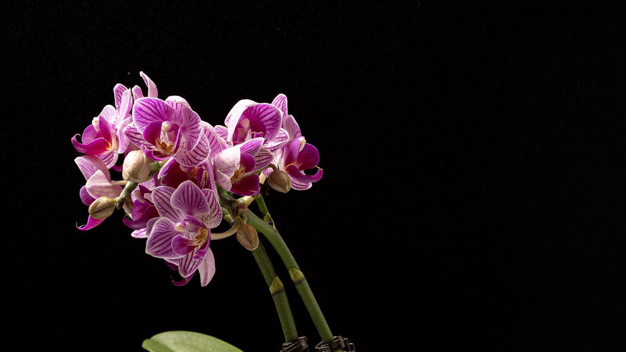 Обои орхидея, цветы, листья, темнота