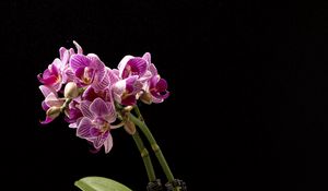 Превью обои орхидея, цветы, листья, темнота