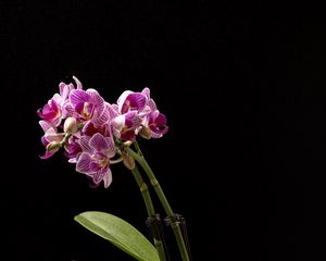 Превью обои орхидея, цветы, листья, темнота