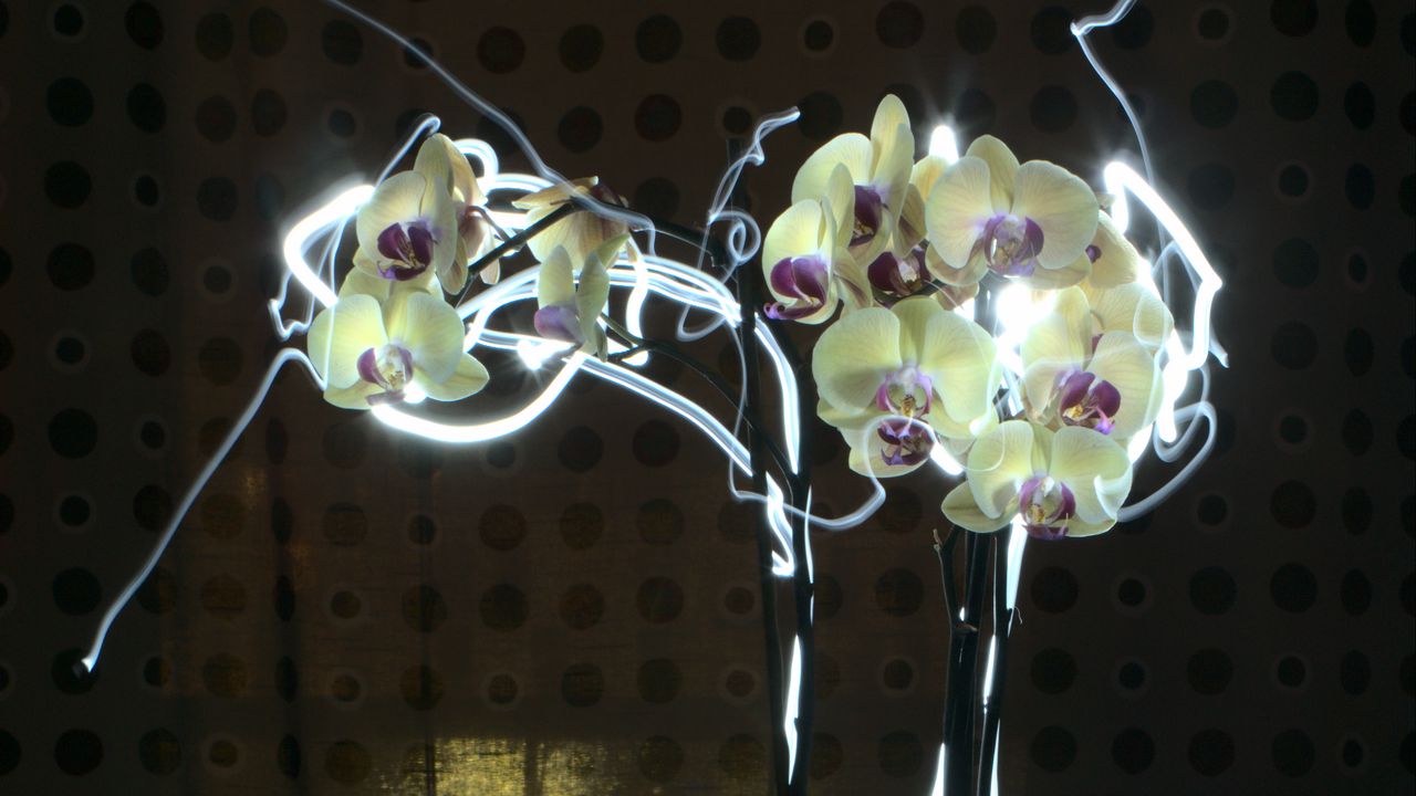 Обои орхидея, цветы, неон