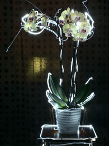 Превью обои орхидея, цветы, неон