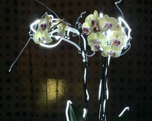 Превью обои орхидея, цветы, неон
