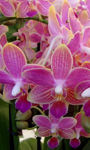Превью обои орхидея, цветы, растение, розовый