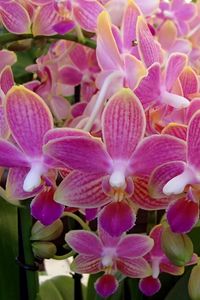 Превью обои орхидея, цветы, растение, розовый