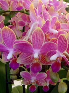 Превью обои орхидея, цветы, растение, розовый