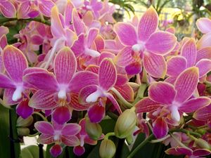 Превью обои орхидея, цветы, растение, розовый