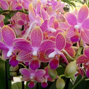 Превью обои орхидея, цветы, растение, розовый