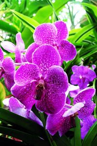 Превью обои орхидея, цветы, сиреневая, зелень, крупный план