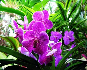 Превью обои орхидея, цветы, сиреневая, зелень, крупный план