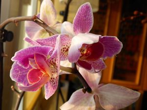 Превью обои орхидея, цветы, ветка, крупный план