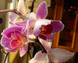 Превью обои орхидея, цветы, ветка, крупный план