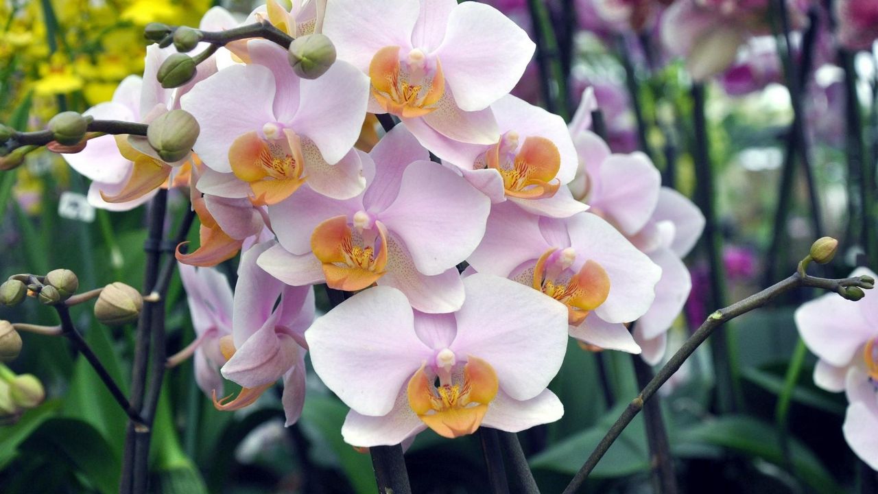 Обои орхидея, цветы, ветка, экзотика
