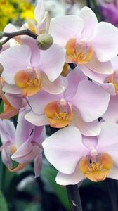 Превью обои орхидея, цветы, ветка, экзотика