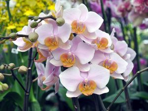 Превью обои орхидея, цветы, ветка, экзотика