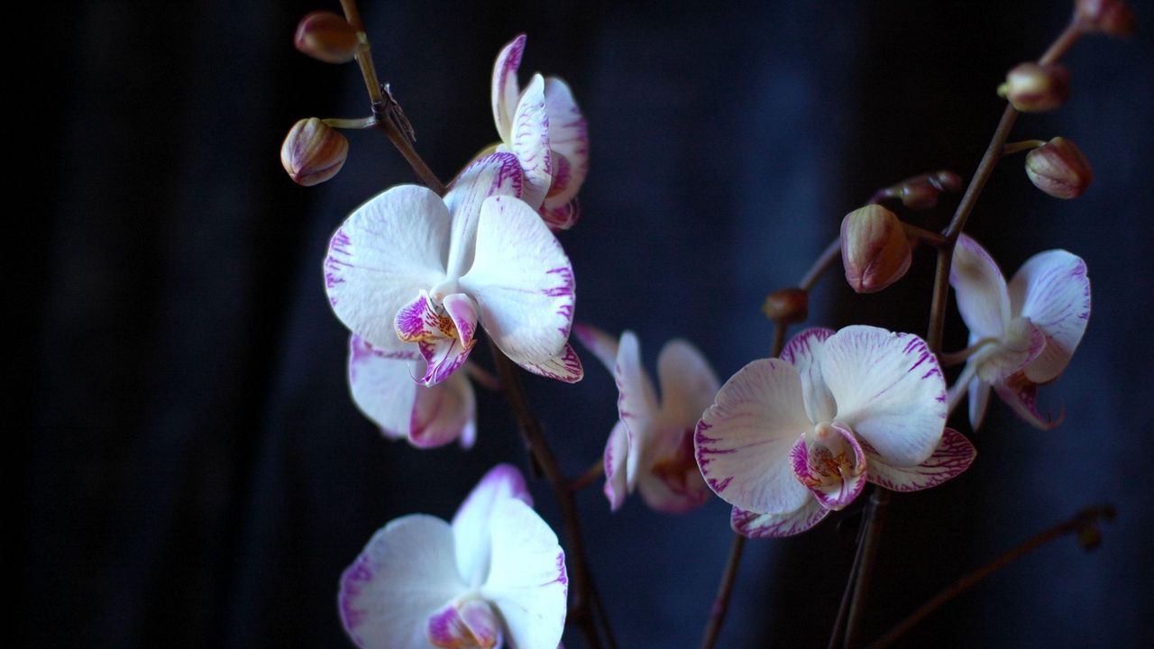 Обои орхидея, цветы, ветки, крупный план