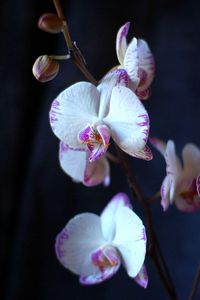 Превью обои орхидея, цветы, ветки, крупный план