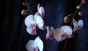 Превью обои орхидея, цветы, ветки, крупный план
