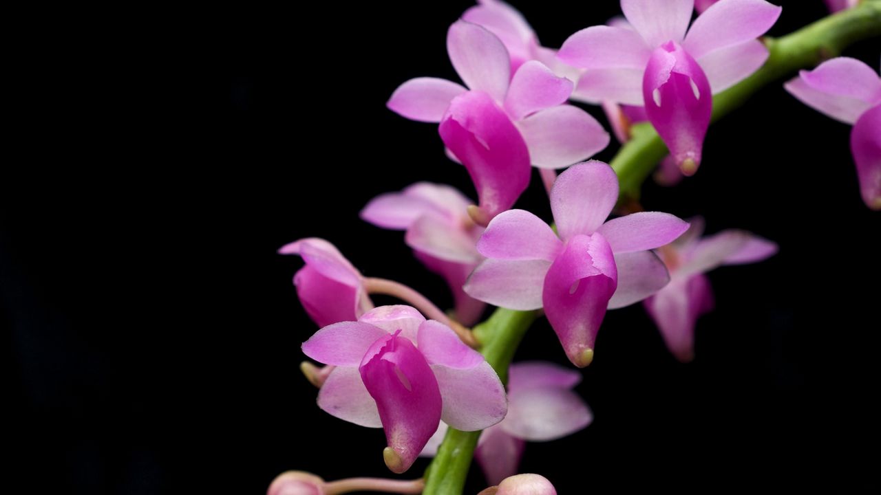 Обои орхидея, ветка, экзотика, черный фон