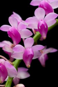 Превью обои орхидея, ветка, экзотика, черный фон