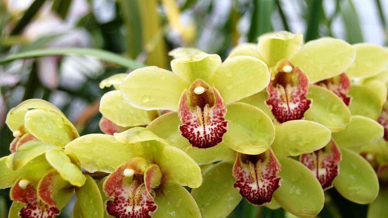 Обои орхидея, ветка, капли, экзотика