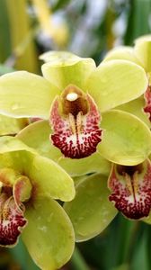 Превью обои орхидея, ветка, капли, экзотика