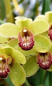 Превью обои орхидея, ветка, капли, экзотика