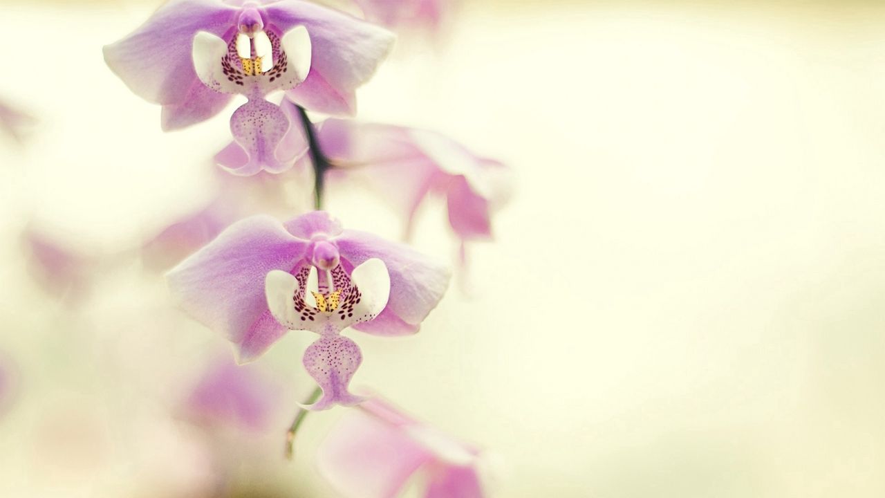 Обои орхидея, ветка, растение, цветок