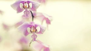 Превью обои орхидея, ветка, растение, цветок