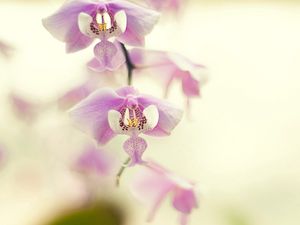 Превью обои орхидея, ветка, растение, цветок