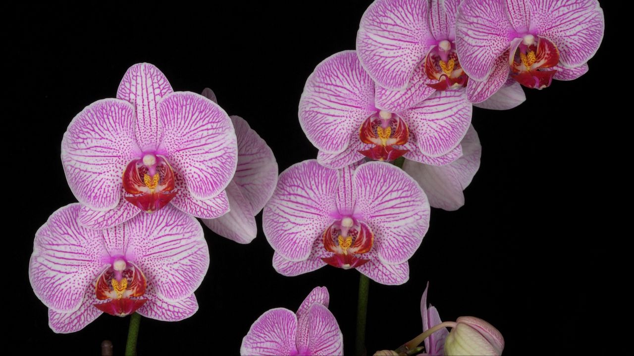 Обои орхидея, ветка, розовая, экзотика, черный фон
