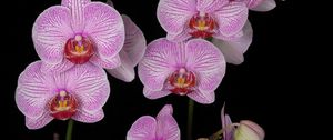 Превью обои орхидея, ветка, розовая, экзотика, черный фон