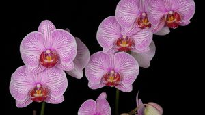 Превью обои орхидея, ветка, розовая, экзотика, черный фон