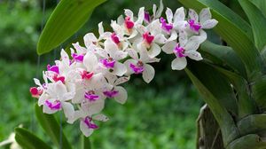Превью обои орхидея, ветка, цветение, размытость, листья