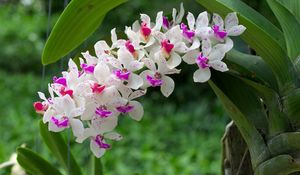 Превью обои орхидея, ветка, цветение, размытость, листья